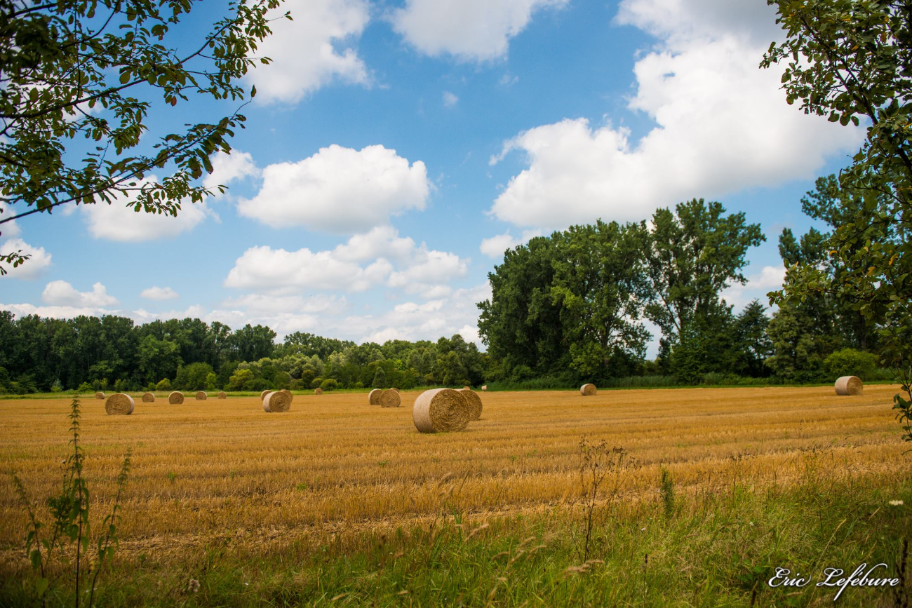 Nature-Mulhouse-0