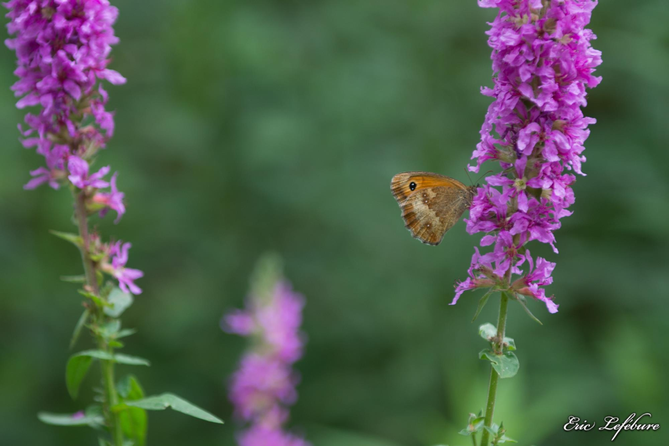 Nature-Mulhouse-1