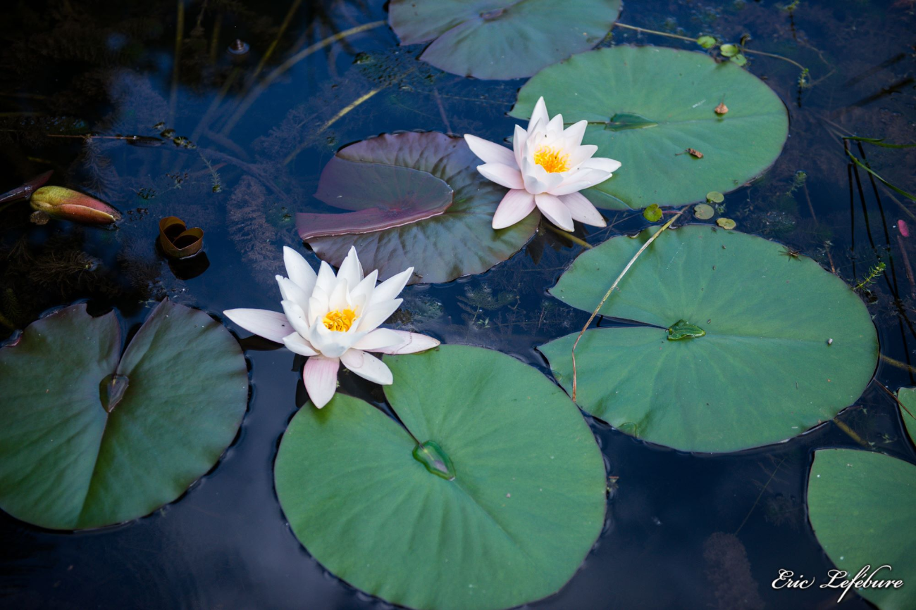 Nature-Mulhouse-2