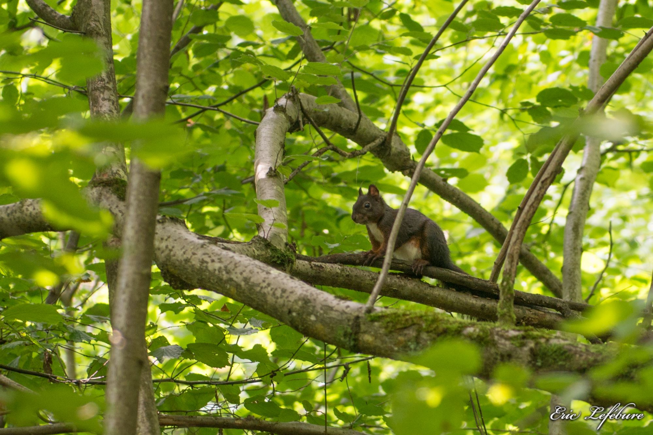 Nature-Mulhouse-3