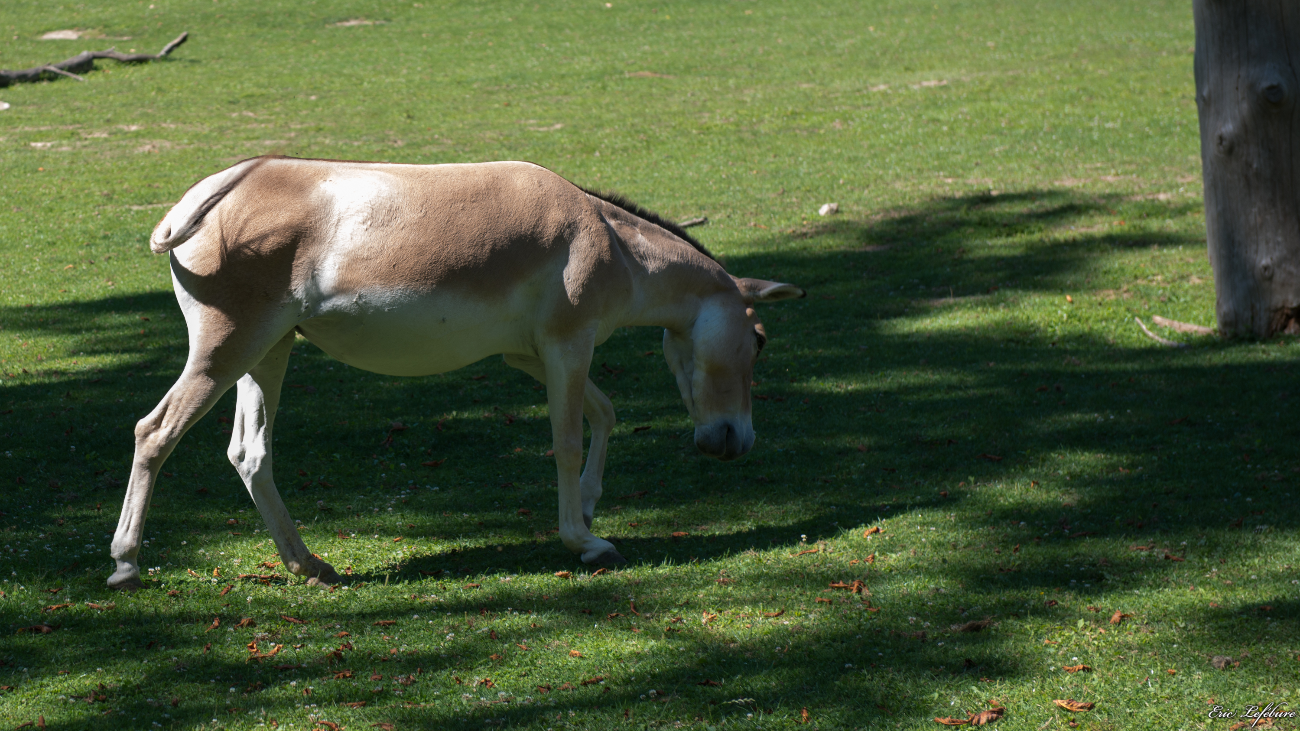 Parc-Zoologique-Botanique-Mulhouse-0
