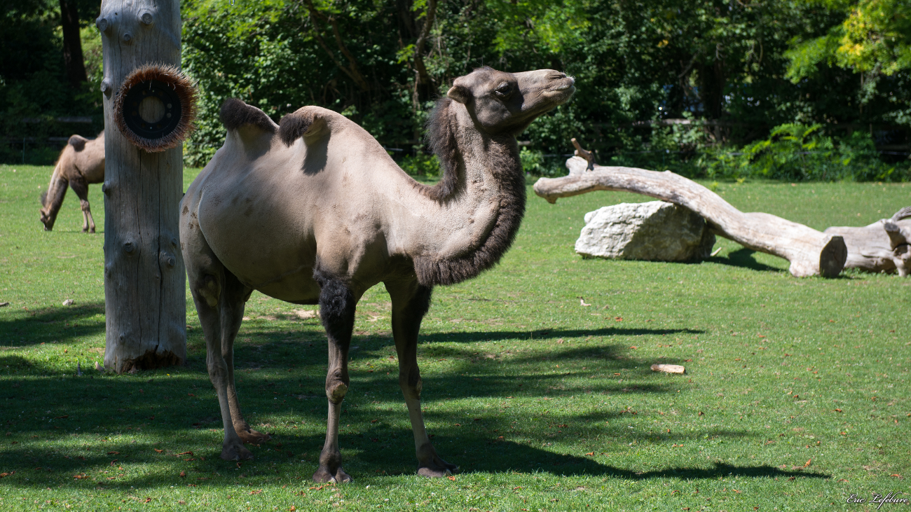 Parc-Zoologique-Botanique-Mulhouse-1