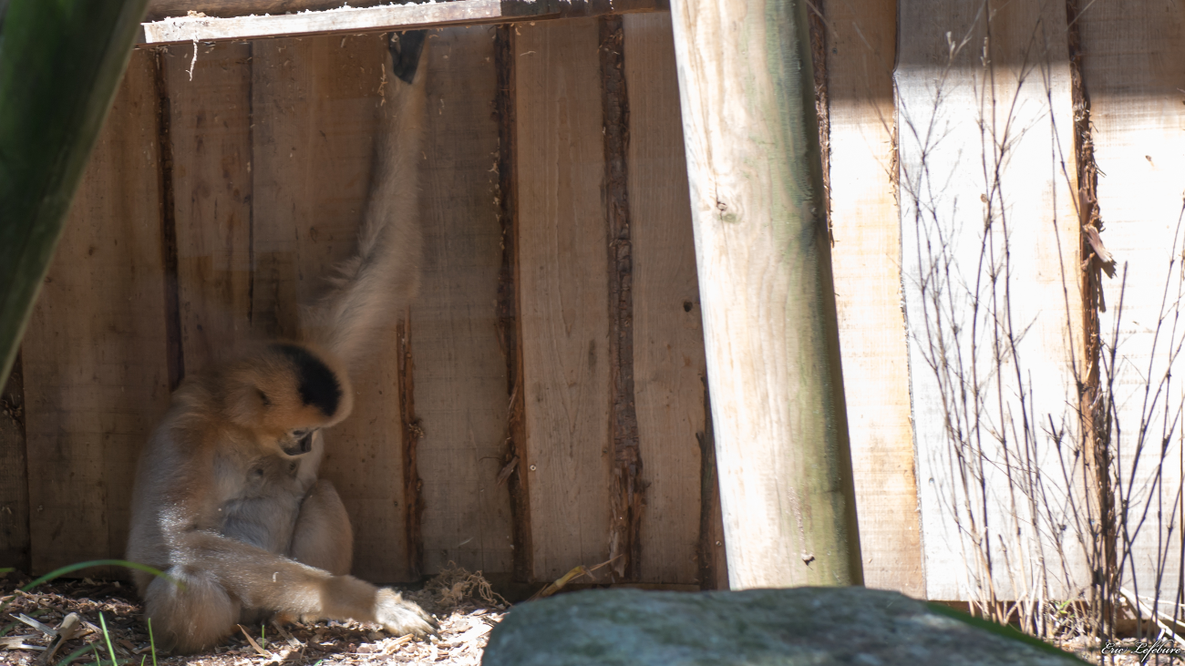 Parc-Zoologique-Botanique-Mulhouse-13