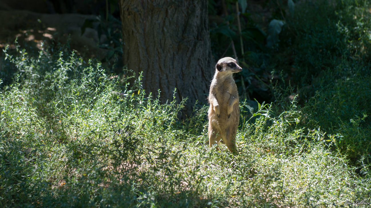 Parc-Zoologique-Botanique-Mulhouse-14