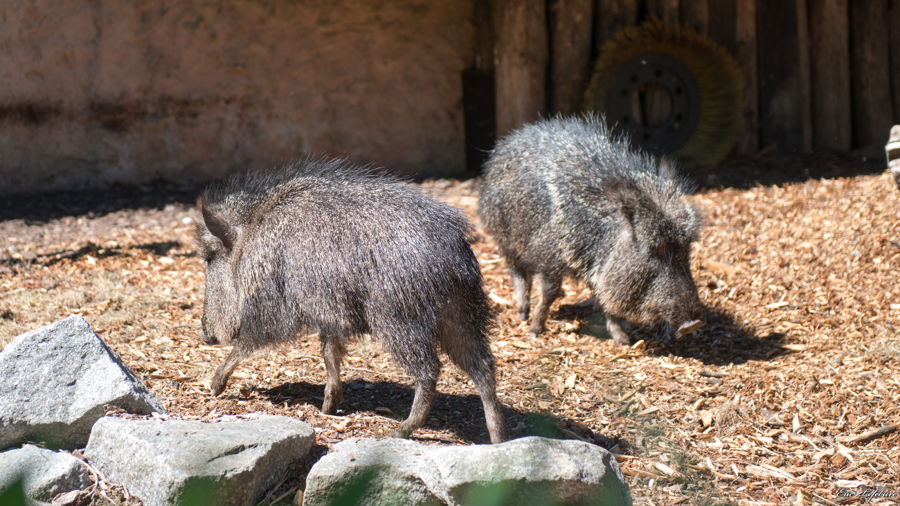Parc-Zoologique-Botanique-Mulhouse-16