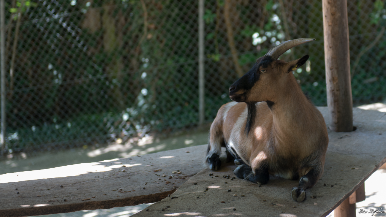 Parc-Zoologique-Botanique-Mulhouse-17