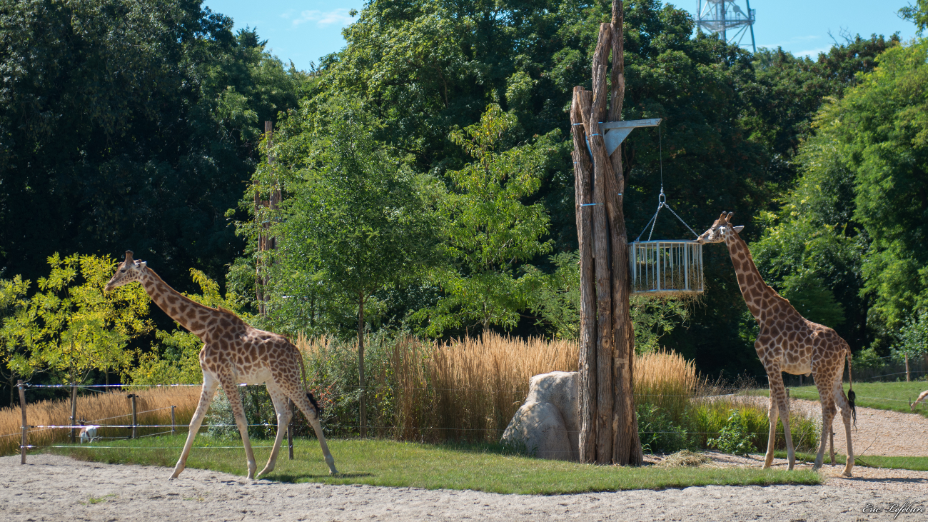 Parc-Zoologique-Botanique-Mulhouse-18