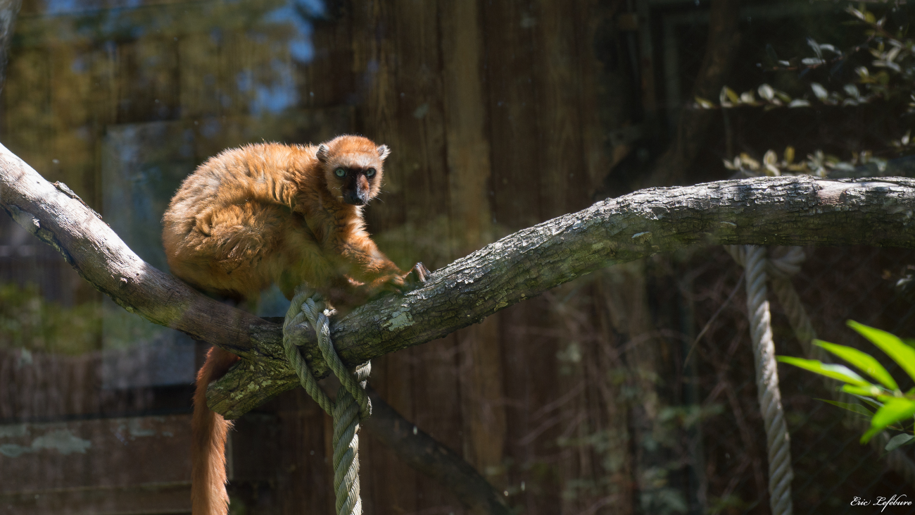 Parc-Zoologique-Botanique-Mulhouse-2