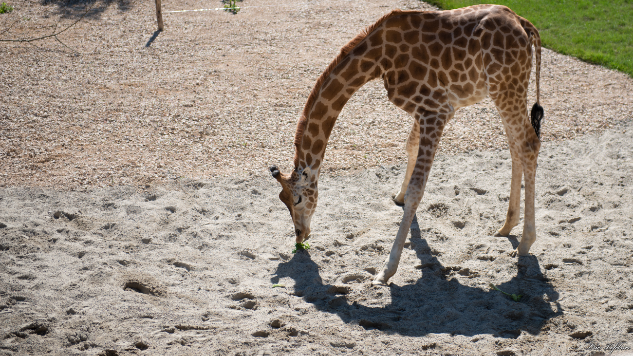 Parc-Zoologique-Botanique-Mulhouse-20