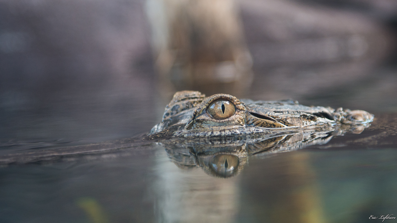 Parc-Zoologique-Botanique-Mulhouse-21