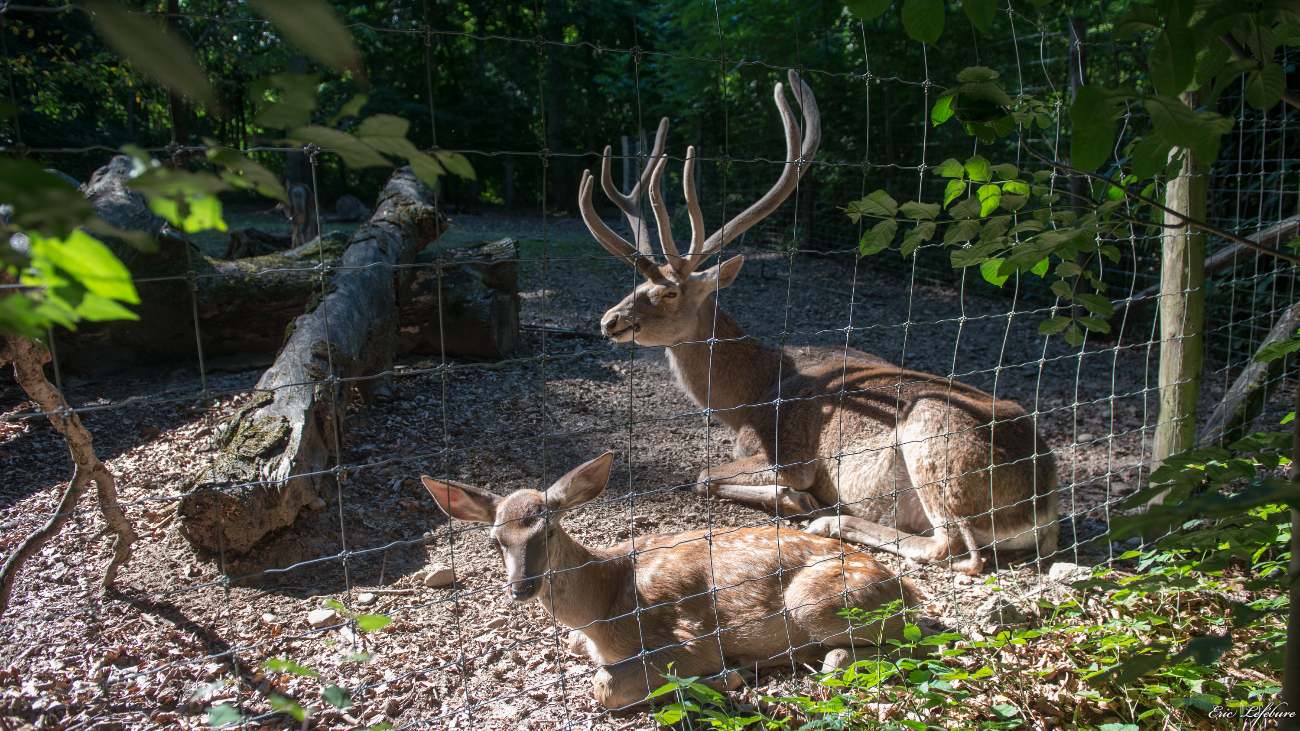Parc-Zoologique-Botanique-Mulhouse-26