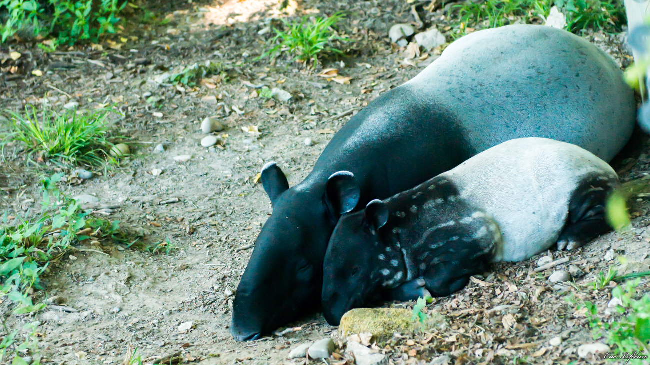 Parc-Zoologique-Botanique-Mulhouse-28