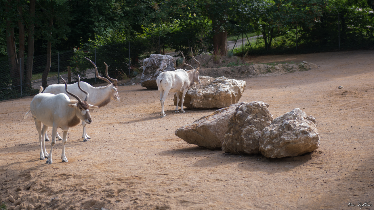 Parc-Zoologique-Botanique-Mulhouse-29