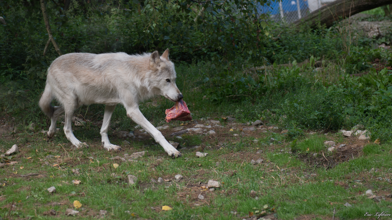 Parc-Zoologique-Botanique-Mulhouse-30