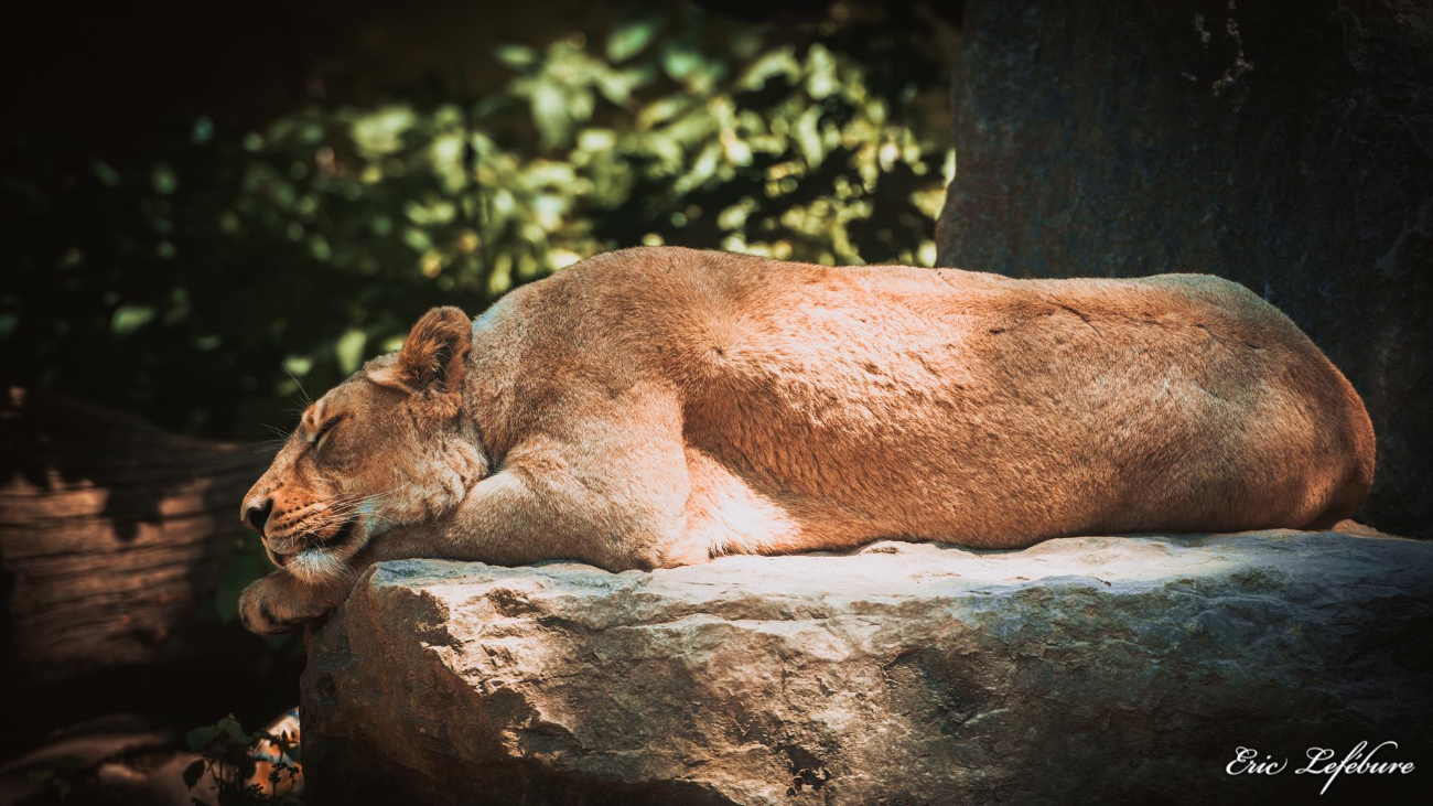 Zoo-M-0