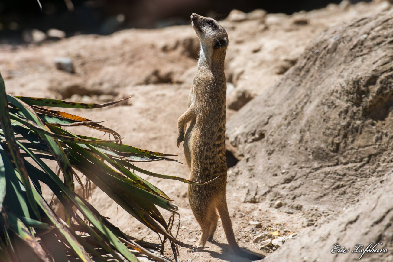 Zoo-M-1
