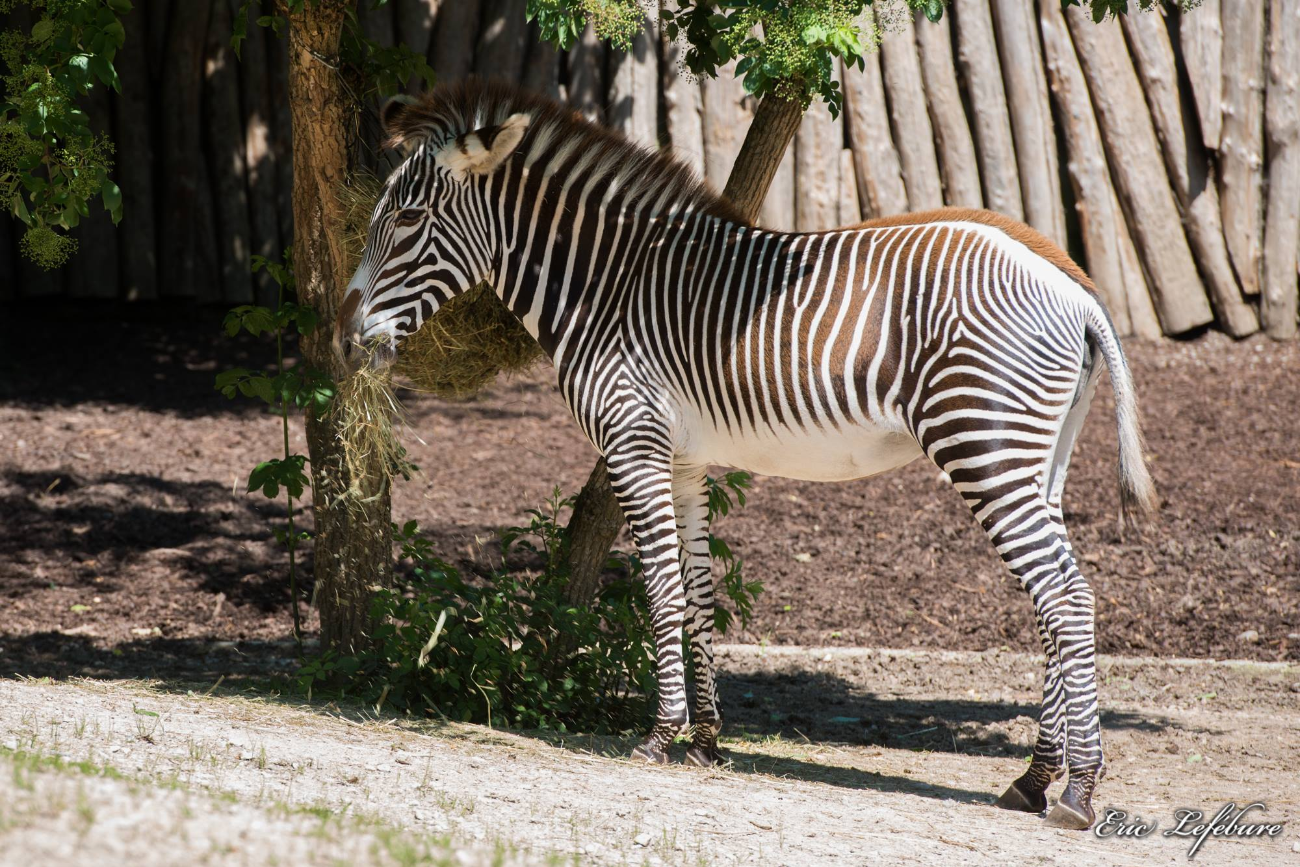 Zoo-M-3